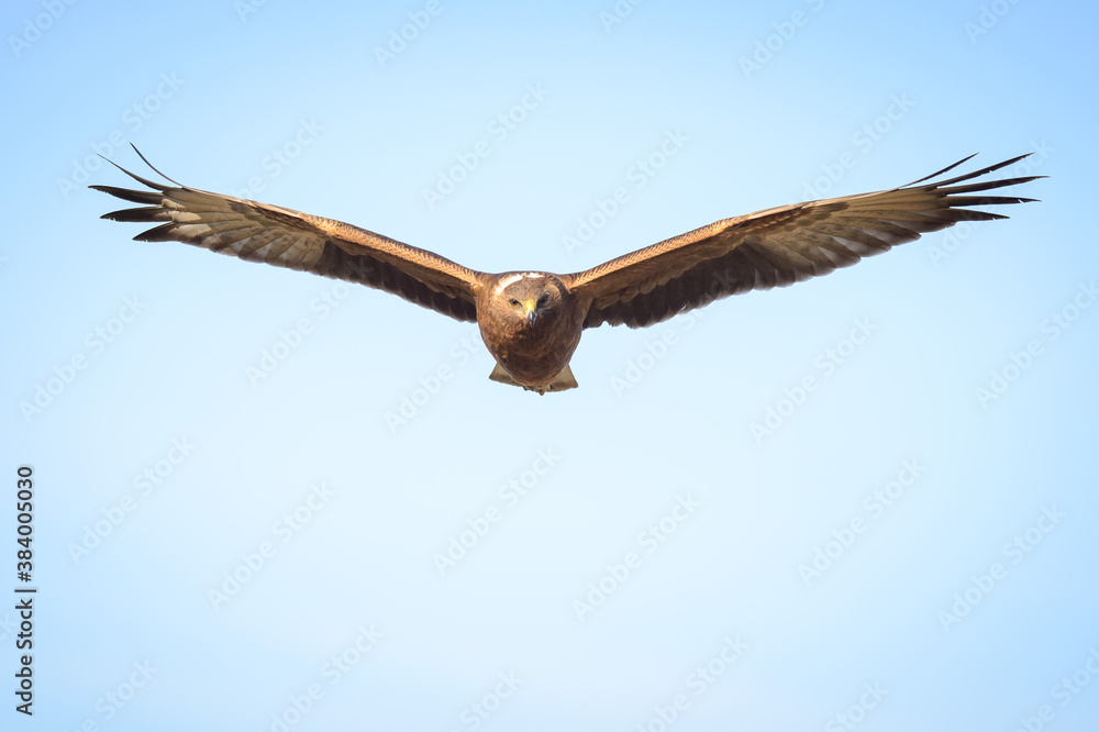 Wild hawk flying towards camera head on New Zealand Kahu Wild hawk flying towards camera head on New Zealand Kahu