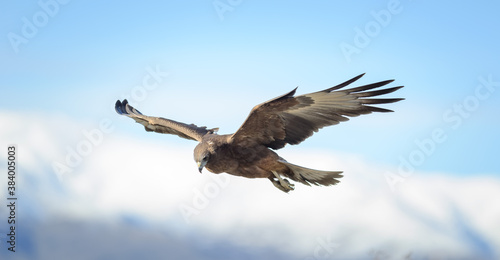 Wild hawk flying closeup New Zealand Kahu photo