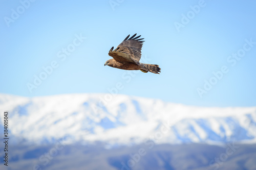 Wild hawk in flight with snow covered mountains in New Zealand