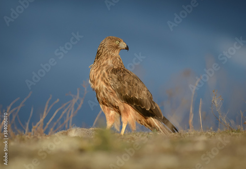 Wild hawk portrait with dark sky New Zealand Kahu