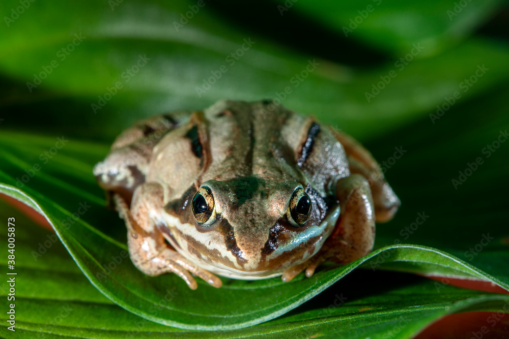 Fototapeta premium Front view of Wood frog sitting on green leaf