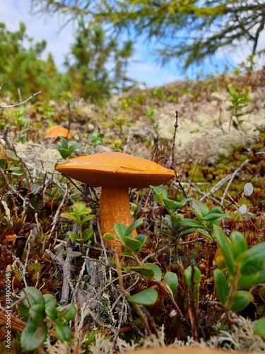 mushrooms in the forest