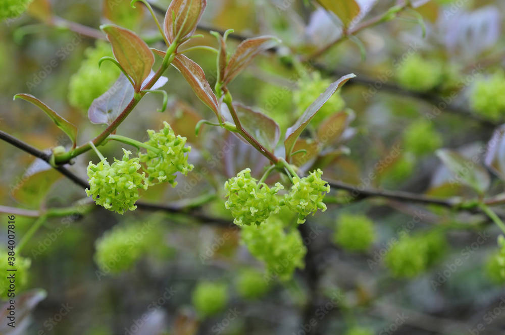 サルトリイバラの花 サルトリイバラの花