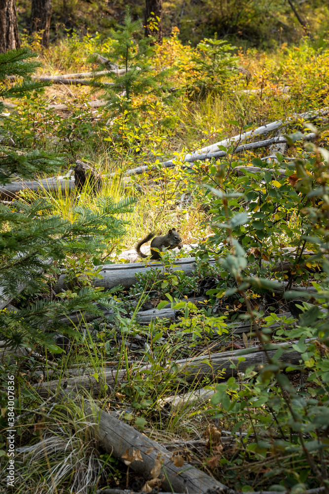 Squirrel Perched on a Log in the Forest Squirrel Perched on a Log in the Forest