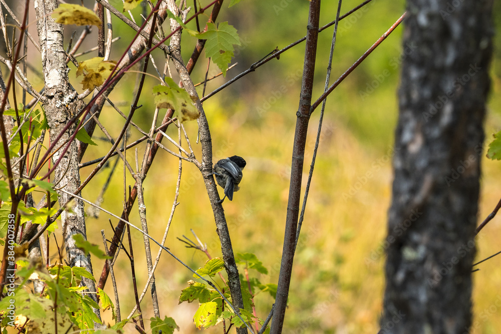 Obraz premium Chickadee on a Small Tree in the Forest