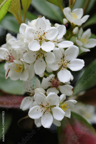 シャリンバイの花 photo