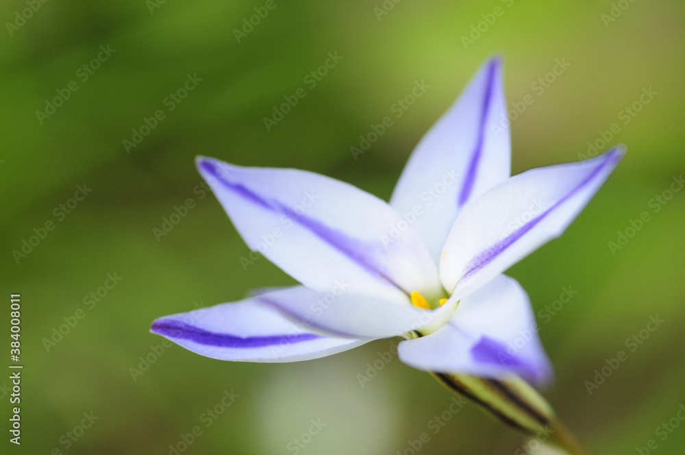 ハナニラの花 ハナニラの花