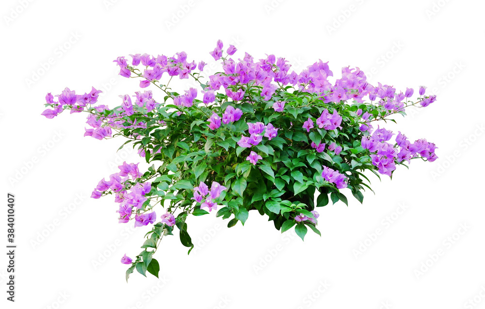 Tropical plant flower bush tree isolated on white background with clipping path Tropical plant flower bush tree isolated on white background with clipping path