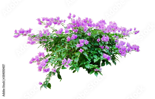 Tropical plant flower bush tree isolated on white background with clipping path