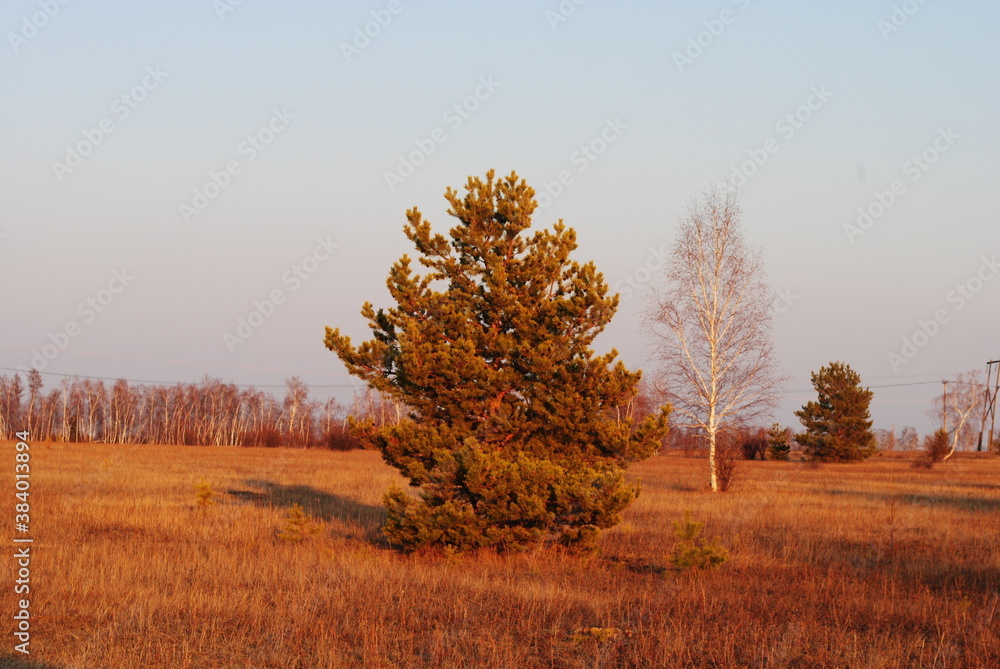 Fototapeta premium pine in the field