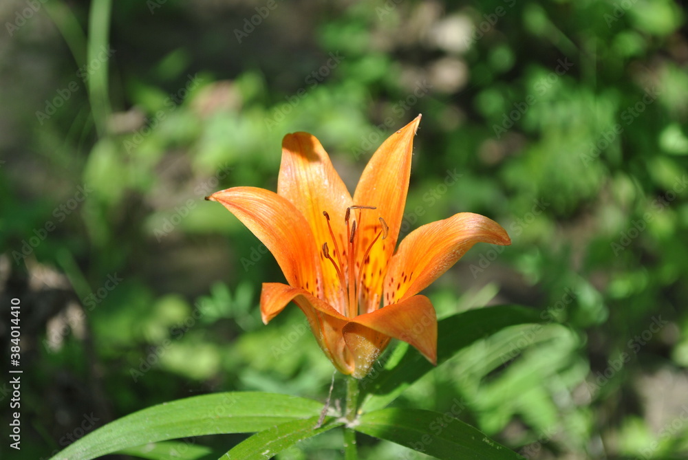 Obraz premium orange flower