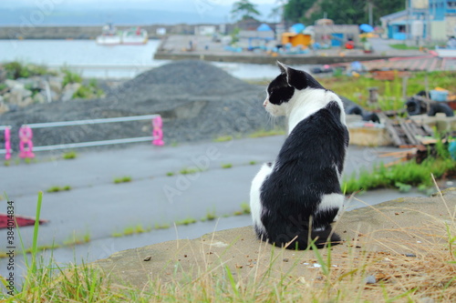 野良猫の後ろ姿 © Satoshi881