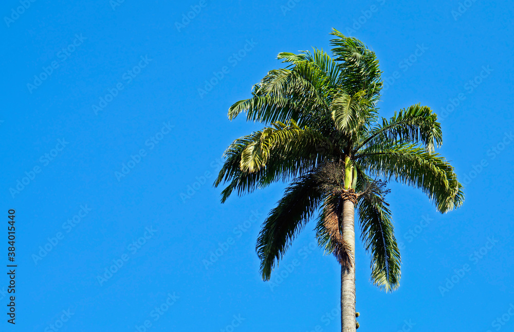 Obraz premium Palm tree and blue sky