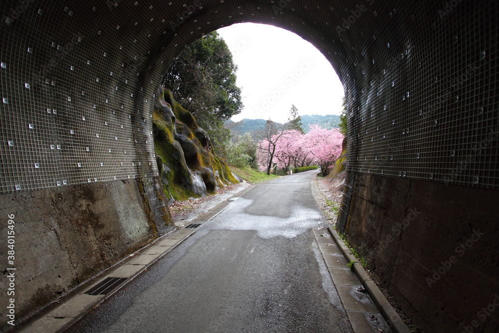 トンネルを抜けると河津桜