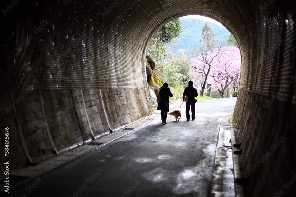 トンネルとカップルと河津桜 トンネルとカップルと河津桜