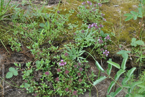 flowers in the grass