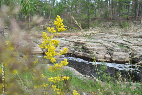 grass and flowers