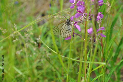 
butterfly on a flower