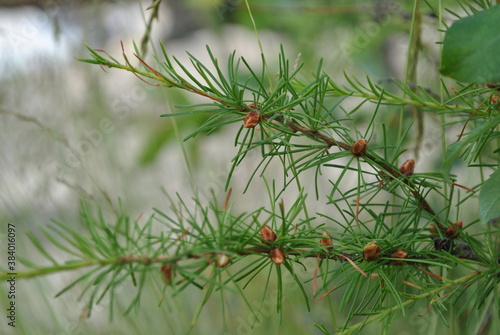 close up of pine needles