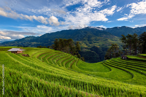 The terraced rice paddy on harvesting season in Mu Cang Chai, Yen Bai province, Vietnam