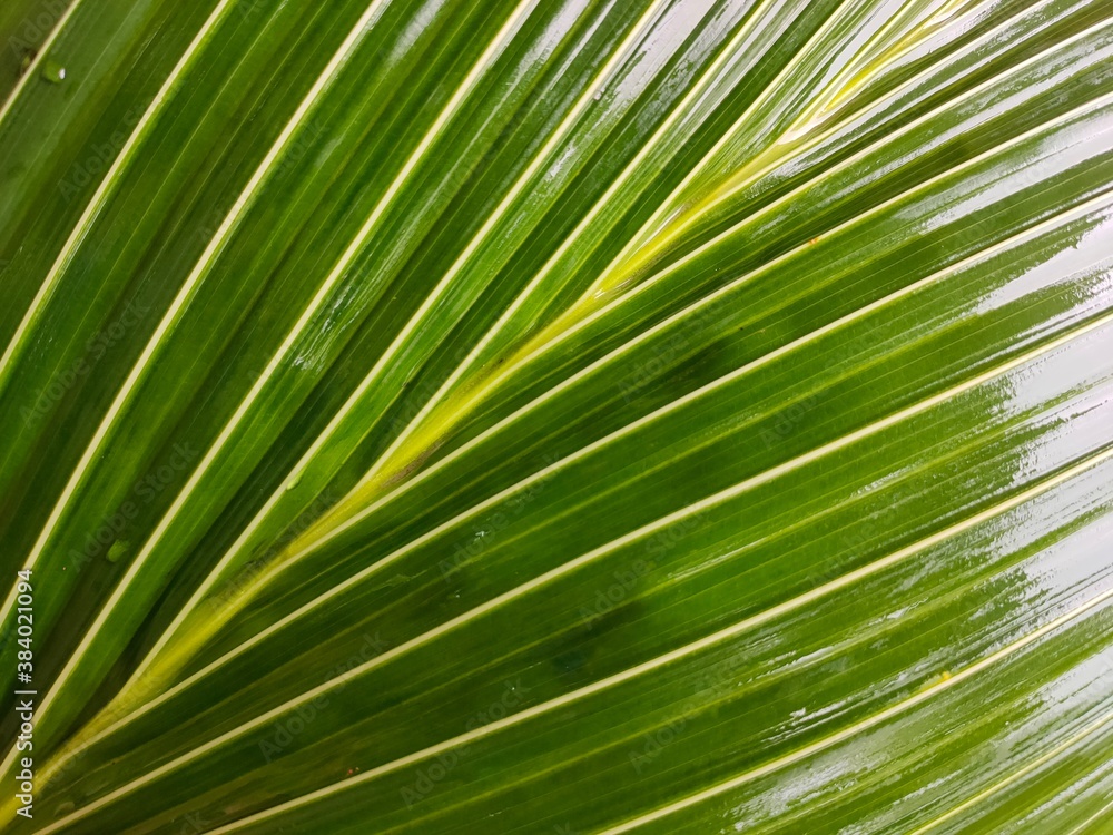 palm leaf background palm leaf background