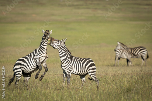 Two zebra fighting and biting each other in Masai Mara in Kenya