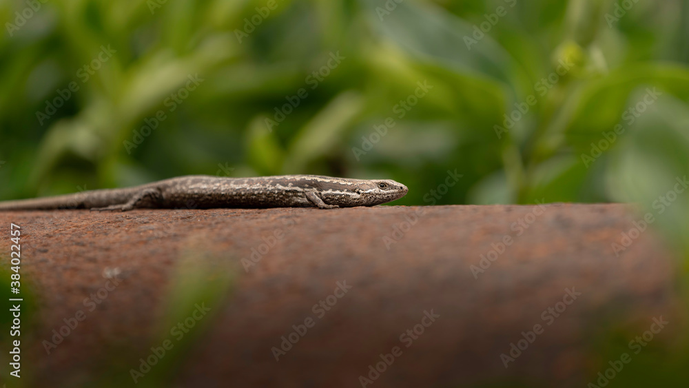 lizard on a rock lizard on a rock