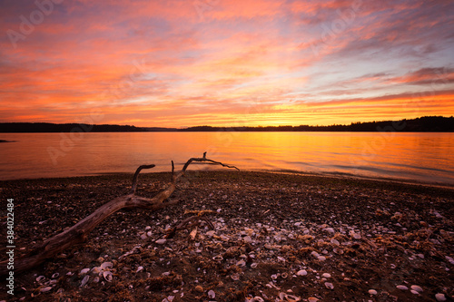 Orange and yellows streak through the clouds across puget sound in bremerton, washington state. Beach life strolling past mounds of shells