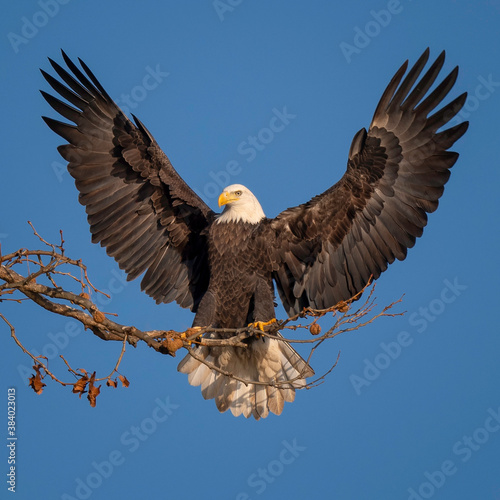 Quadro su tela American Bald Eagle with outstretched wings in Maryland.