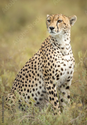 Vertical portrait of a cheetah sitting upright in Ndutu in Tanzania © stuporter