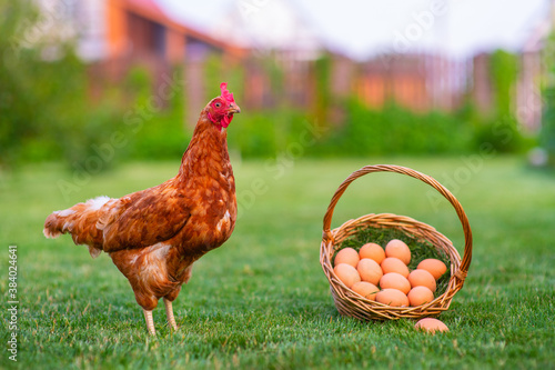 A ginger hen stands on green grass near a basket full of eggs. Farming. Natural country products