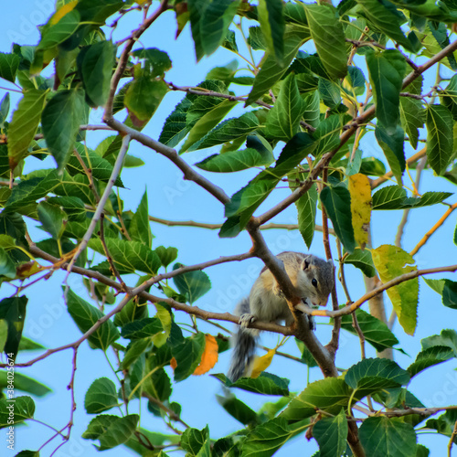 A bird sitting in tree looking Downwards © Deepakfly
