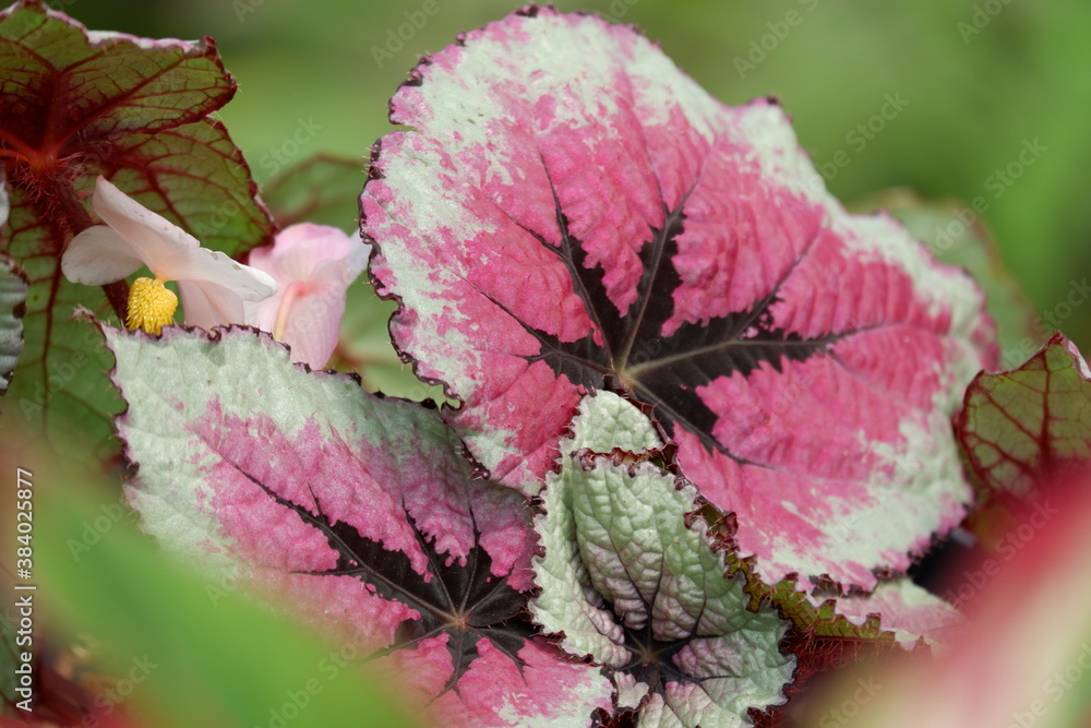 Rex Begonia / painted leaf begonia is a tropical perennial multicolored