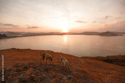 ЕTwo homeless dogs on Merese Hill Kuta Lombok, sunse time