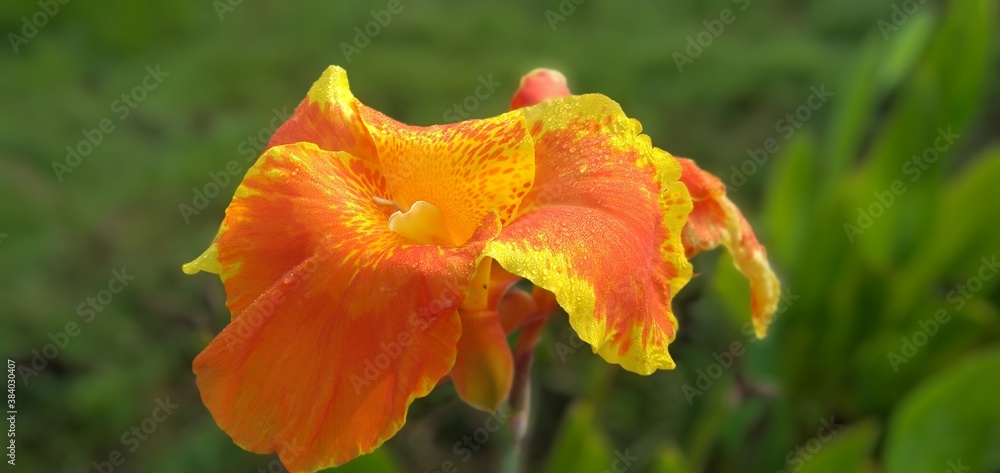 orange poppy flower orange poppy flower