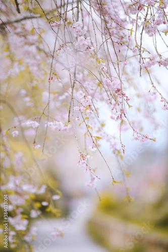Cherry blossoms in spring, Kyoto, Japan