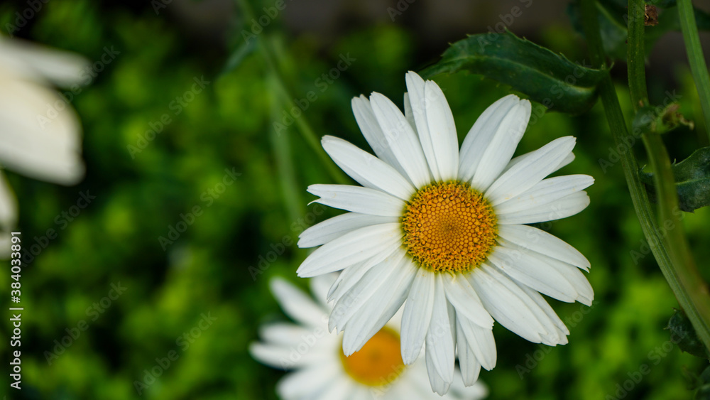 Fototapeta premium white daisy flower