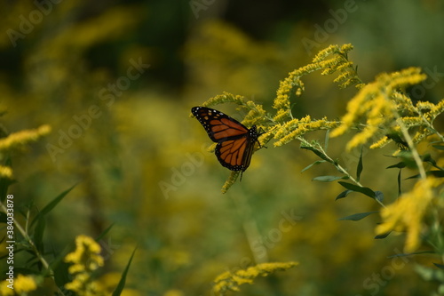 Monarch Butterfly feeding on Goldenrod flowers