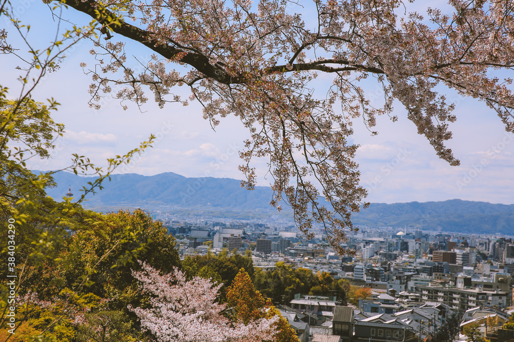 Cherry blossoms in spring, Kyoto, Japan Cherry blossoms in spring, Kyoto, Japan