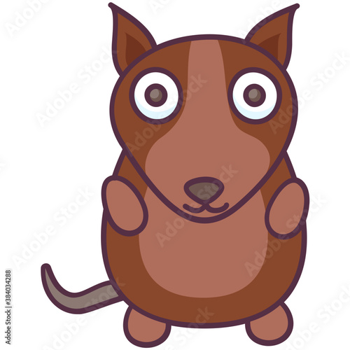 Raccoon 