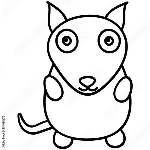 Raccoon 
