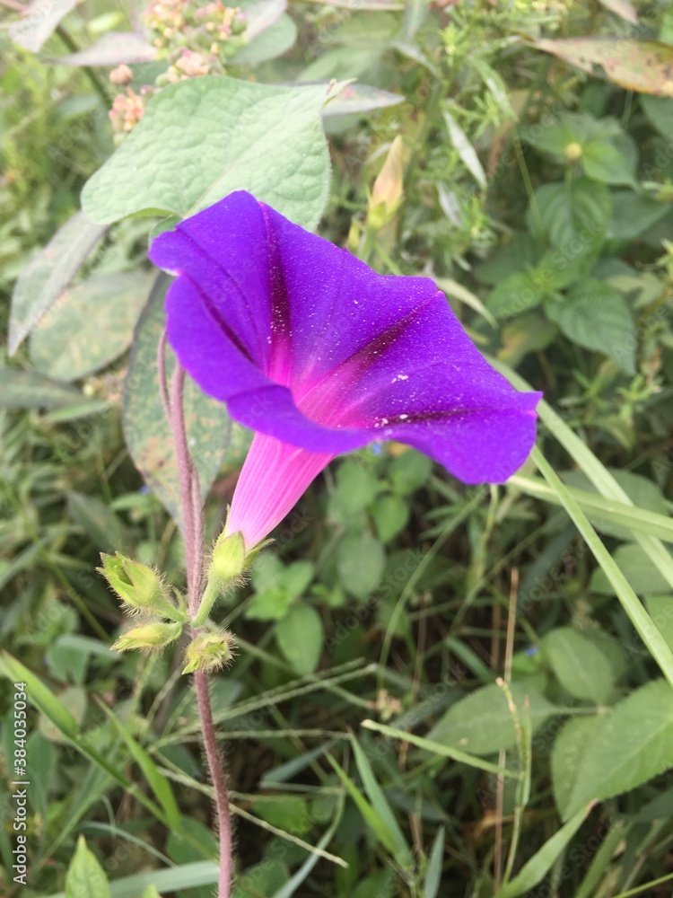 Common flowers types  OF NEPAL