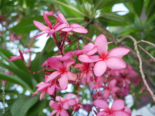 pink plumeria on the plumeria tree in garden.