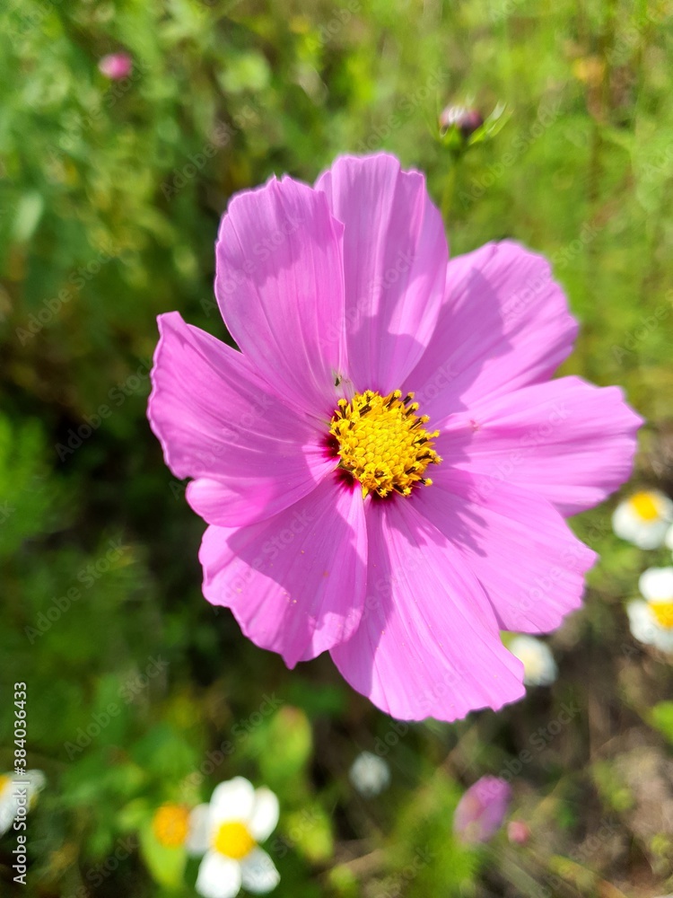 pink cosmos flower pink cosmos flower
