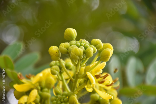 Siamese senna or cassia flowers, medical plant or herb.
