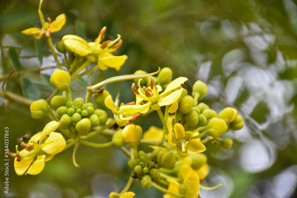 Cassia or Siamese senna flower, Medical plant or herb. Cassia or Siamese senna flower, Medical plant or herb.