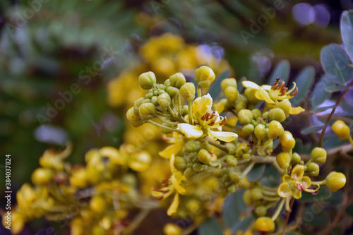 Bunch or bouquet of cassia flowers  © Sophon_Nawit