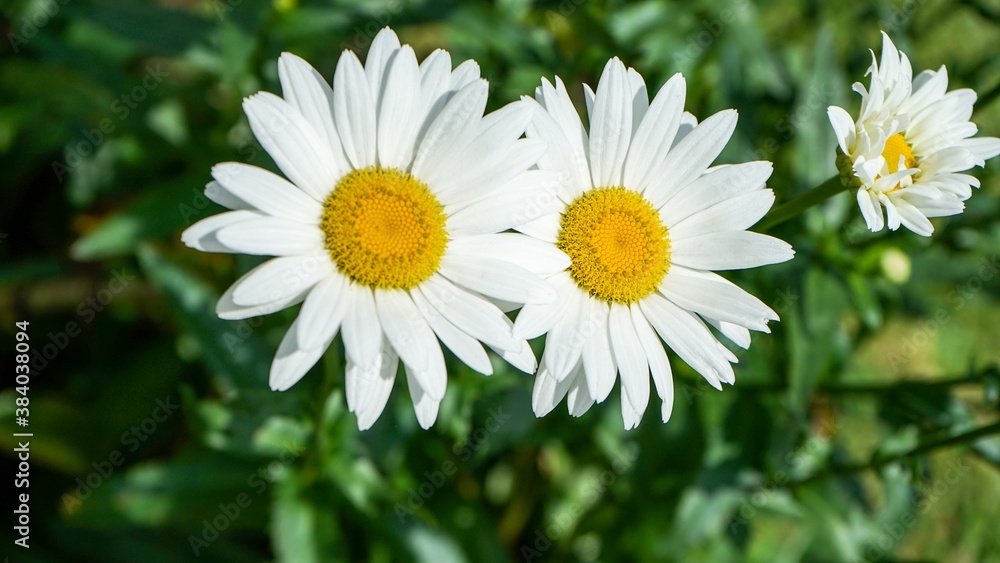 Fototapeta premium white daisy in the grass