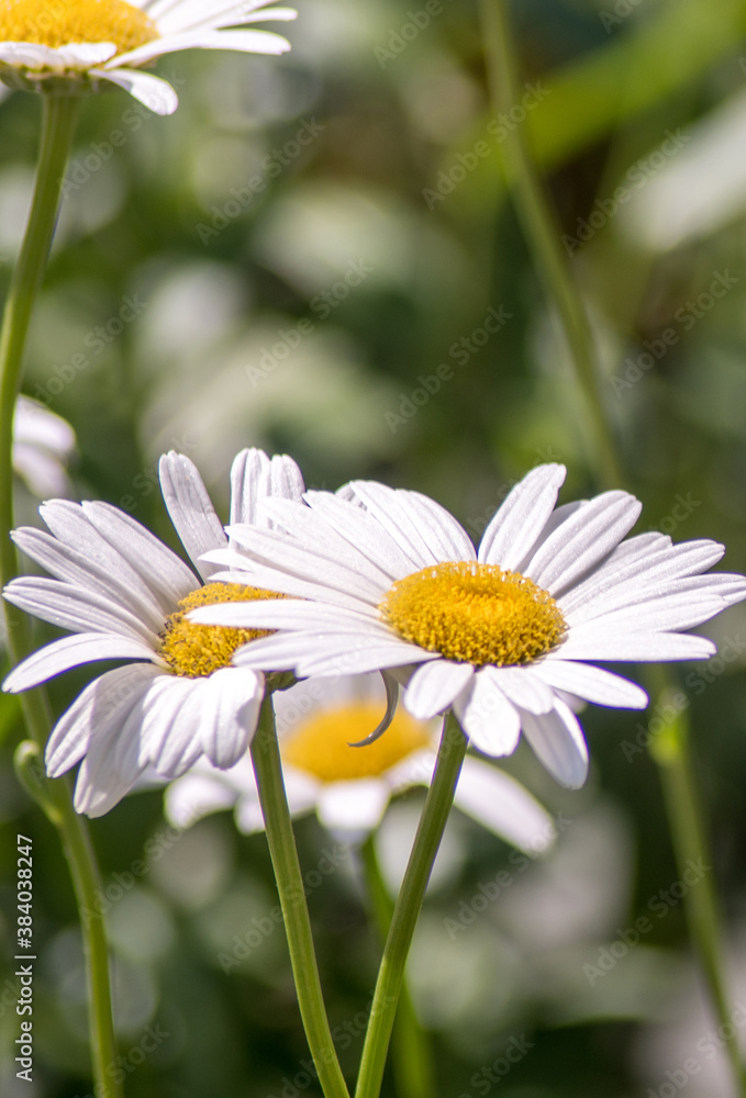 close up of white beautiful daisies close up of white beautiful daisies