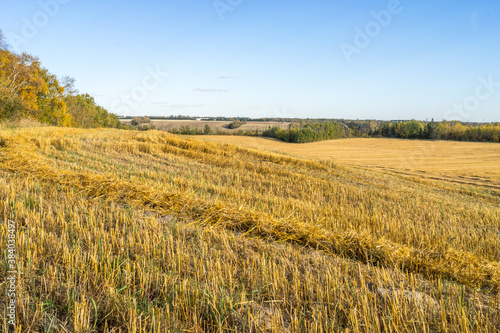 Harvested oat field with straw swath rows © vadimgouida